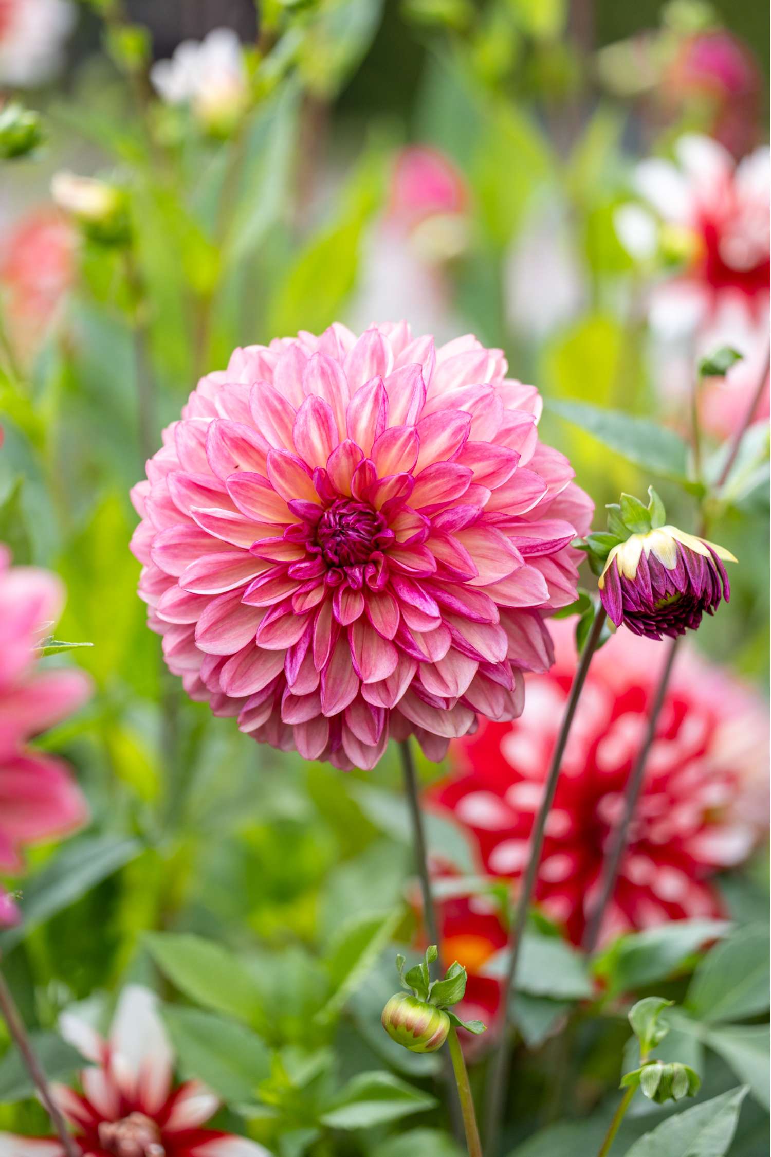 Daalia 'Bacardi'